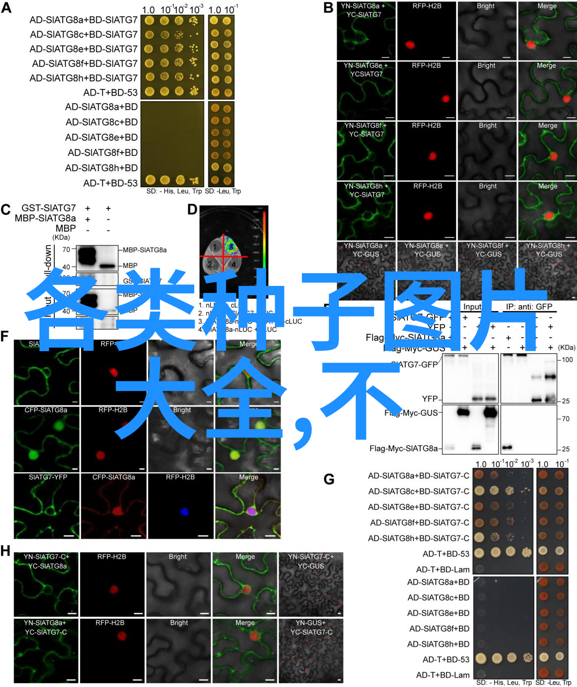 李子种植的科学施肥